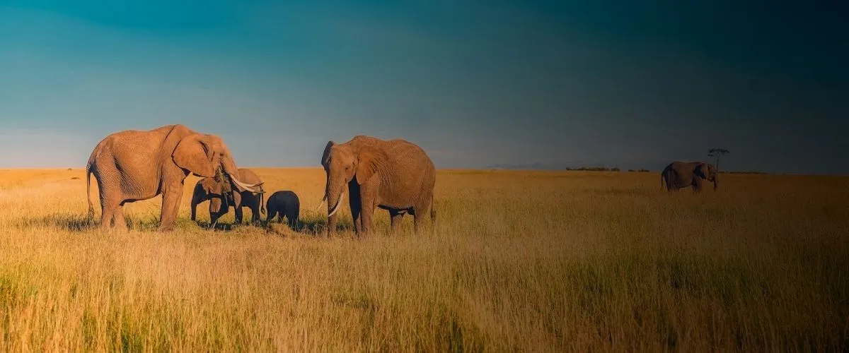 Seguro de  viaje a Africa