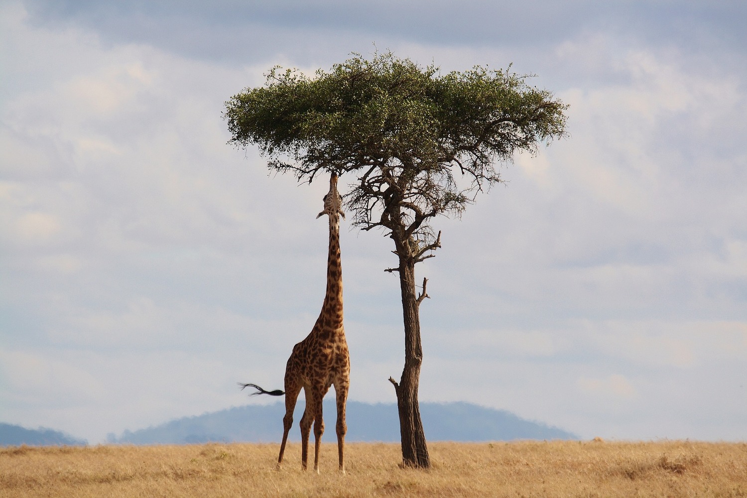 Seguro de viaje a Kenia